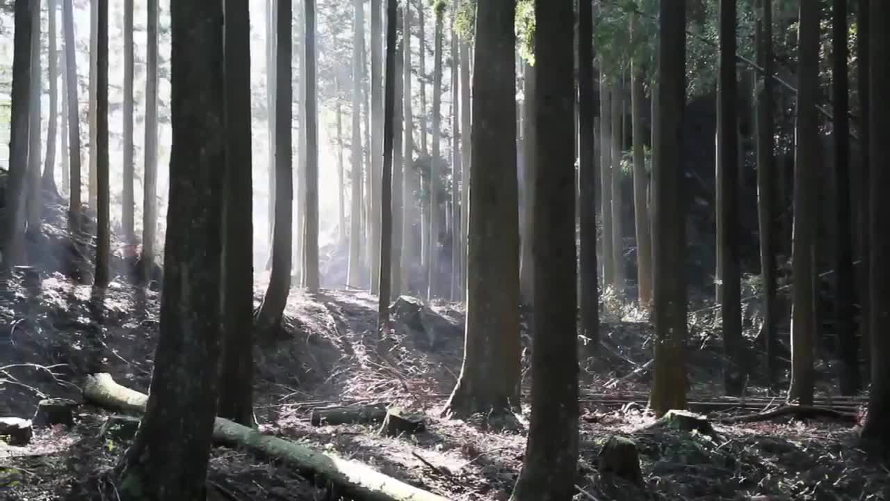 A ball rolling down a massive xylophone plays Bach's "Jesu, Joy of Man's Desiring" in a forest in Japan.