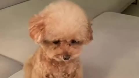 Funny animal video 😂😂😂😂