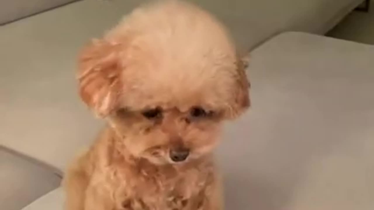 Funny animal video 😂😂😂😂