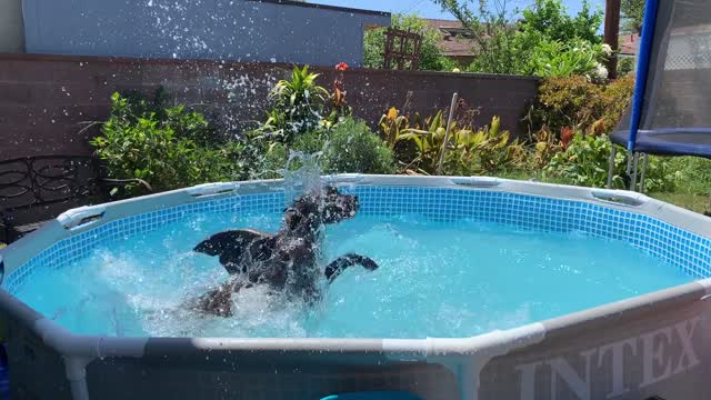 Puppy Turns Into Pool Shark