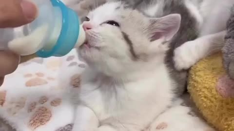 Cats and Dog Hilarity Overload: 30 Minutes of Pure Comedy Bliss