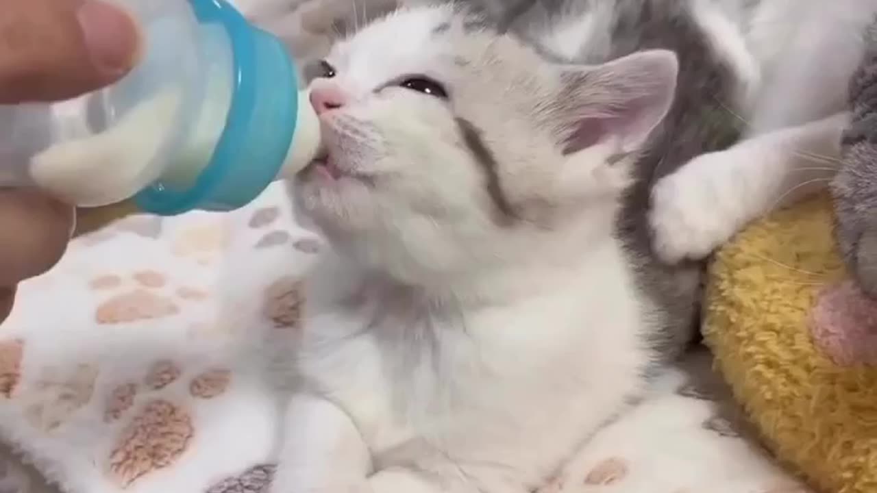 Cats and Dog Hilarity Overload: 30 Minutes of Pure Comedy Bliss