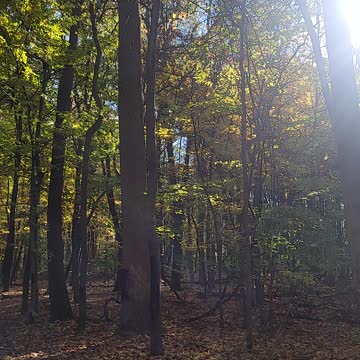 Full 360 1080 HD view of a peaceful fall day in michigan. Enjoy the variety of colors in the leaves!