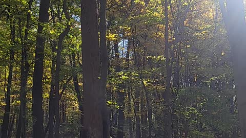 Full 360 1080 HD view of a peaceful fall day in michigan. Enjoy the variety of colors in the leaves!