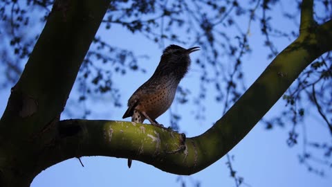 Cactus Wren Calls