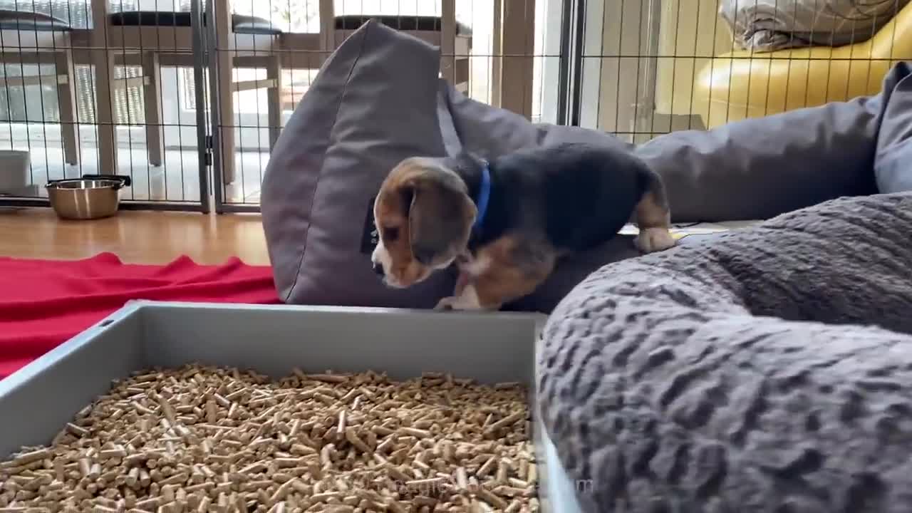 Cute and Funny BEAGLE PUPPY Compilation at just 5 weeks old.