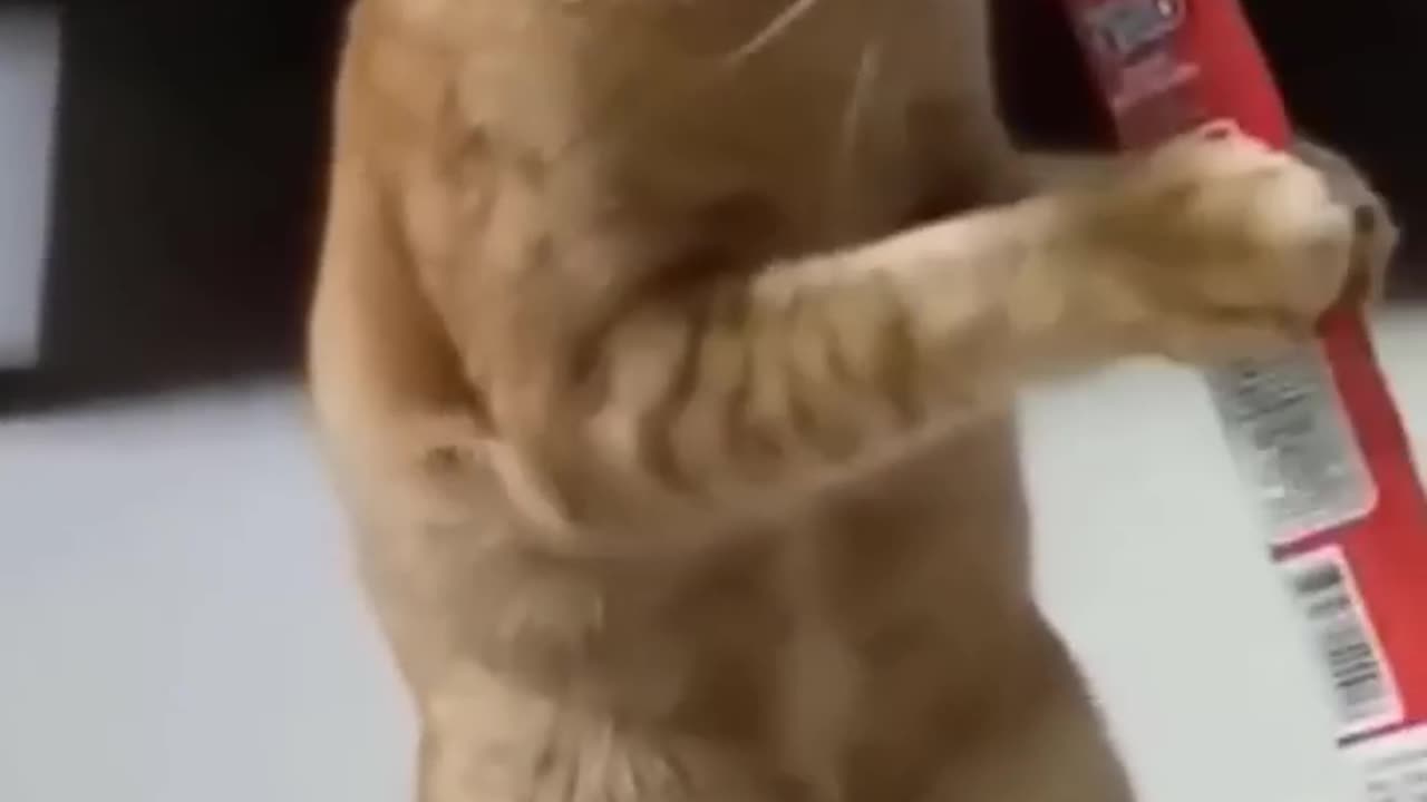 funny meme 03