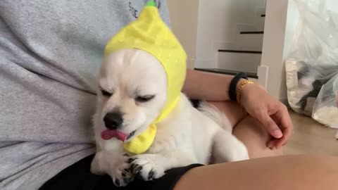 A cute puppy tickles his head.