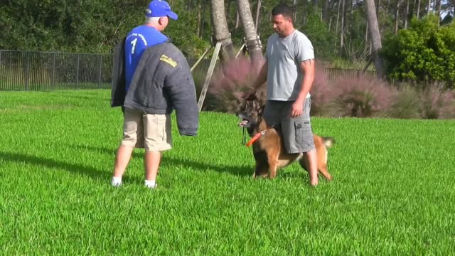 Guard dog training step by step English