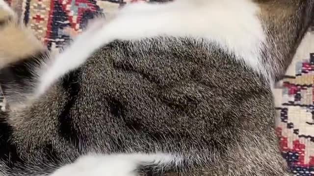 Funny spending, gatos engraçado