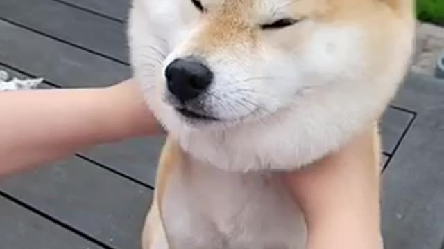 Dog so funny 😂