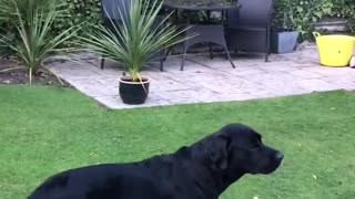 Adorable Lab Shows His Mastery of Shoe Nunchucks