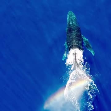 Whale in Maui, Hawaii