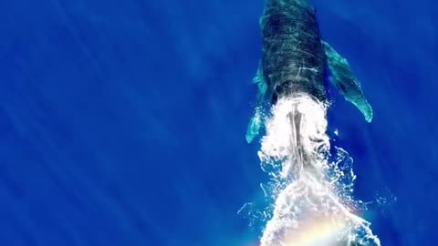 Whale in Maui, Hawaii