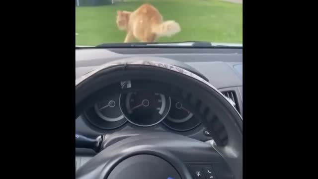 You Definitely Laugh I Believe In It Funniest Cats Expression Video Funny Cats Life