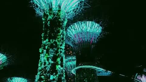 Singaporean tree with colorful lights