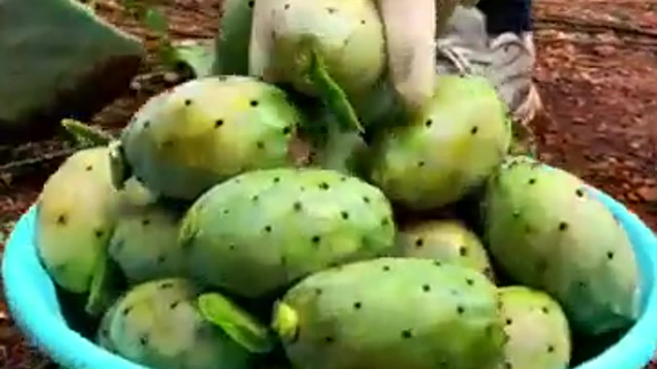 Harvest Cactus fruit #fruitgarden #farming