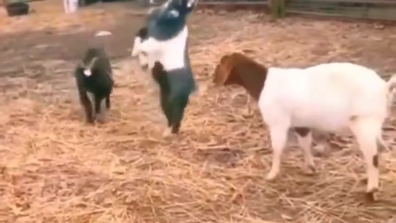 Funny animal 🤣 funny animal dancing 😂