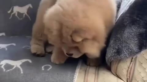 Cute dogs , cute puppies