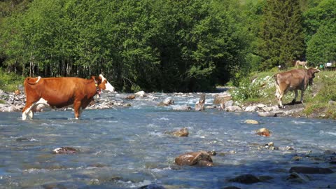 CREEK COWS