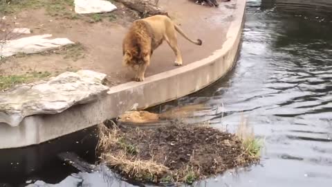 Smart Lion falls into water FUNNY Löwe fällt ins Wasser