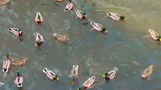 Duck dancing and swimming and feeding with food in Ukraine