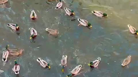 Duck dancing and swimming and feeding with food in Ukraine