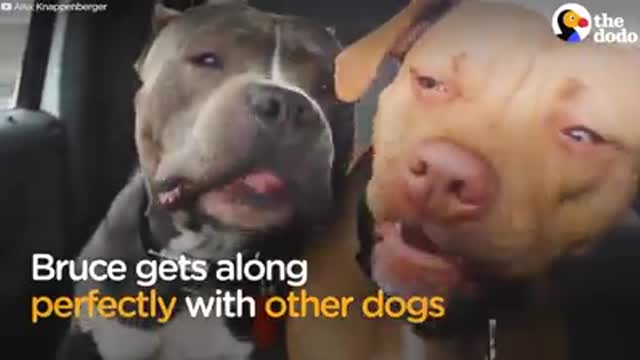 Pit bull was labeled ‘dog aggressive’ at the pound, but this guy took a chance on him anyway