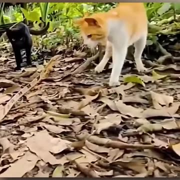 #video #viral #facts #usefull #knowledge for cats