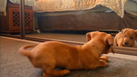 Cute baby animals Videos Compilation cute moment of the animals. #1