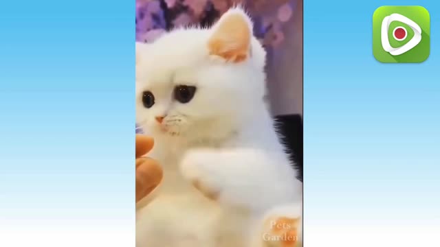 Funny Cats | Funny Animal Vidios 2022 | Try Not To Laugh USA.