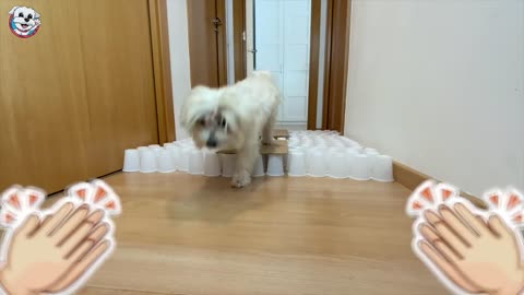 Dog vs. Glass-Way challenge #challange #Dog
