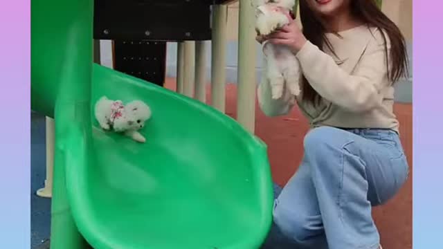 Sweet dog video
