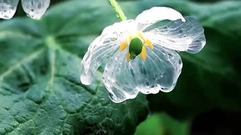 This is too beautiful, do you like it?