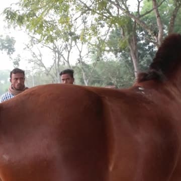 best horse funny moment