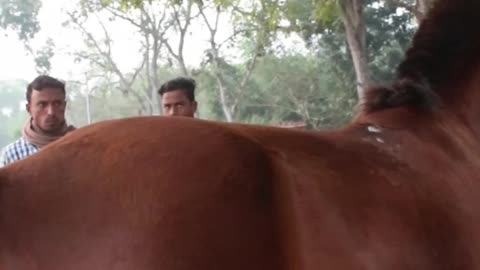 best horse funny moment