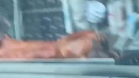 Amazing videos
