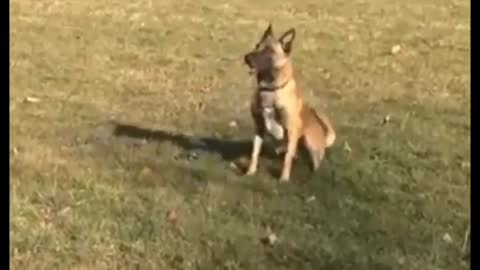 Compare Belgian Malinois vs Pit Bull