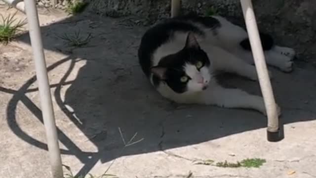 The only truly happy cat is a cat that is completely free to roam as it pleases.