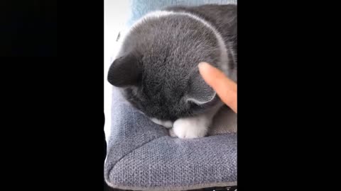 Baby Funny Pets Videos