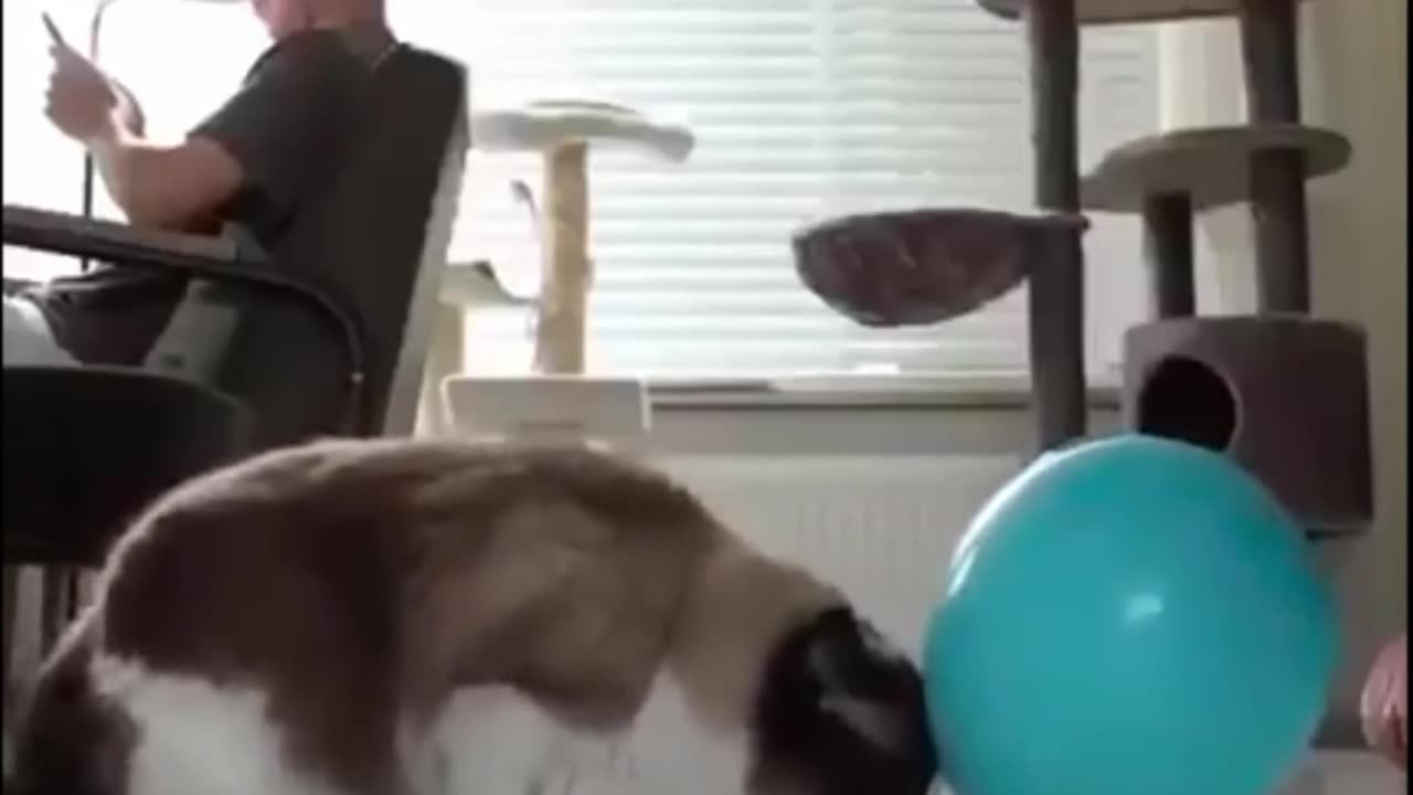 Baloon Cat