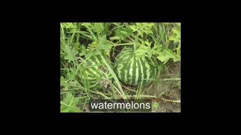 Year 2017 vegetables