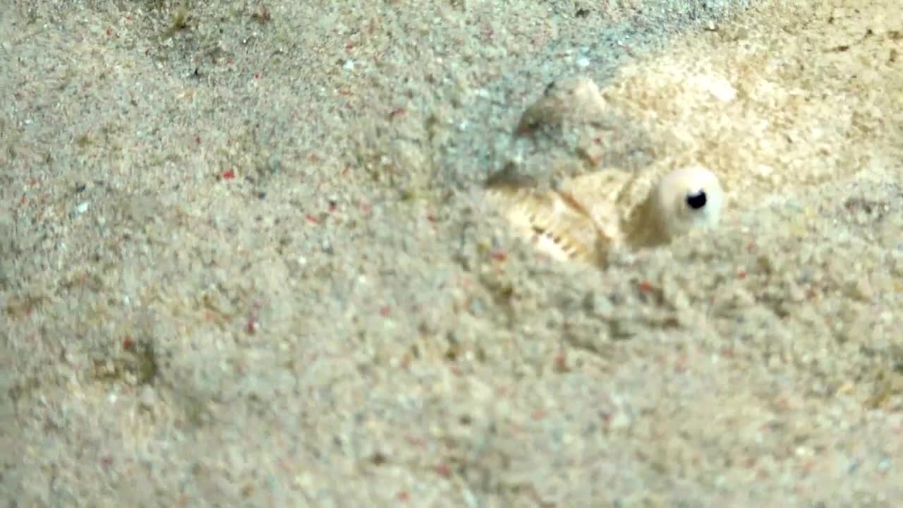 This ambush predator is a truly bizarre fish