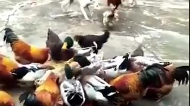 Dogs and chicken fight😂😂😂