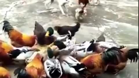 Dogs and chicken fight😂😂😂