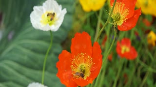 Stunning Flowers Are Blooming at Georgeson Botanical Garden in Fairbanks, Alaska in August 2021