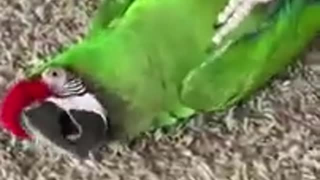 Funny Animals | Sweet Parrots | Short 🤗 😊 😋