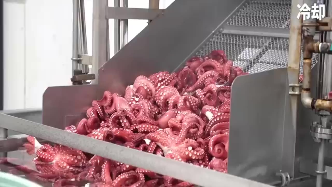 How Japanese Fishing Octopus Using Pots and Processing Thousands Octopus Per Hour in Factory