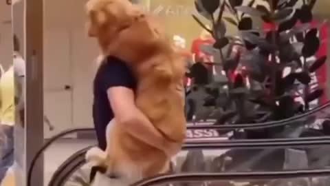 Dog fears escalator 😍