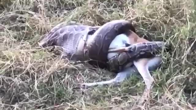 Snake trying to eat a deer